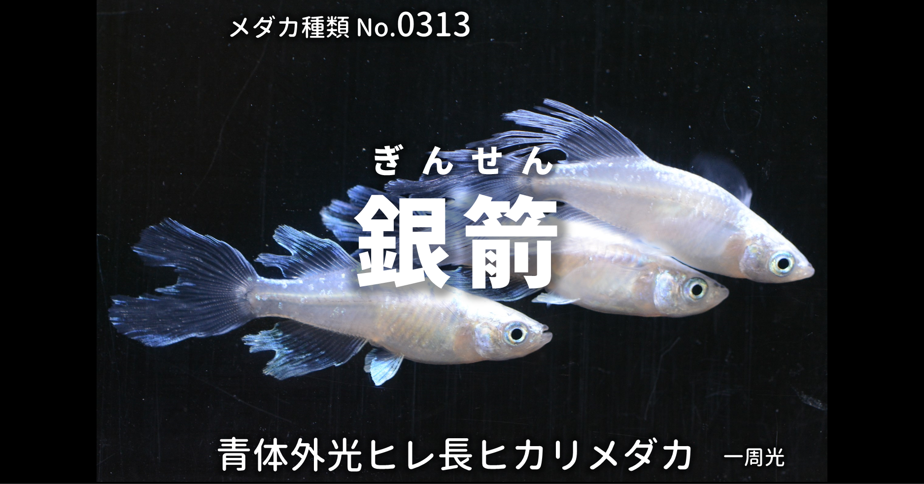 銀箭 ぎんせん とは 改良メダカweb図鑑no 0313 メダカの品種 青 改良メダカweb図鑑