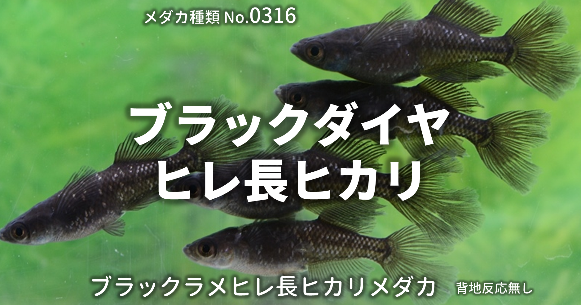 ブラックダイヤヒレ長ヒカリ（ぶらっくだいやひれながひかり）とは 