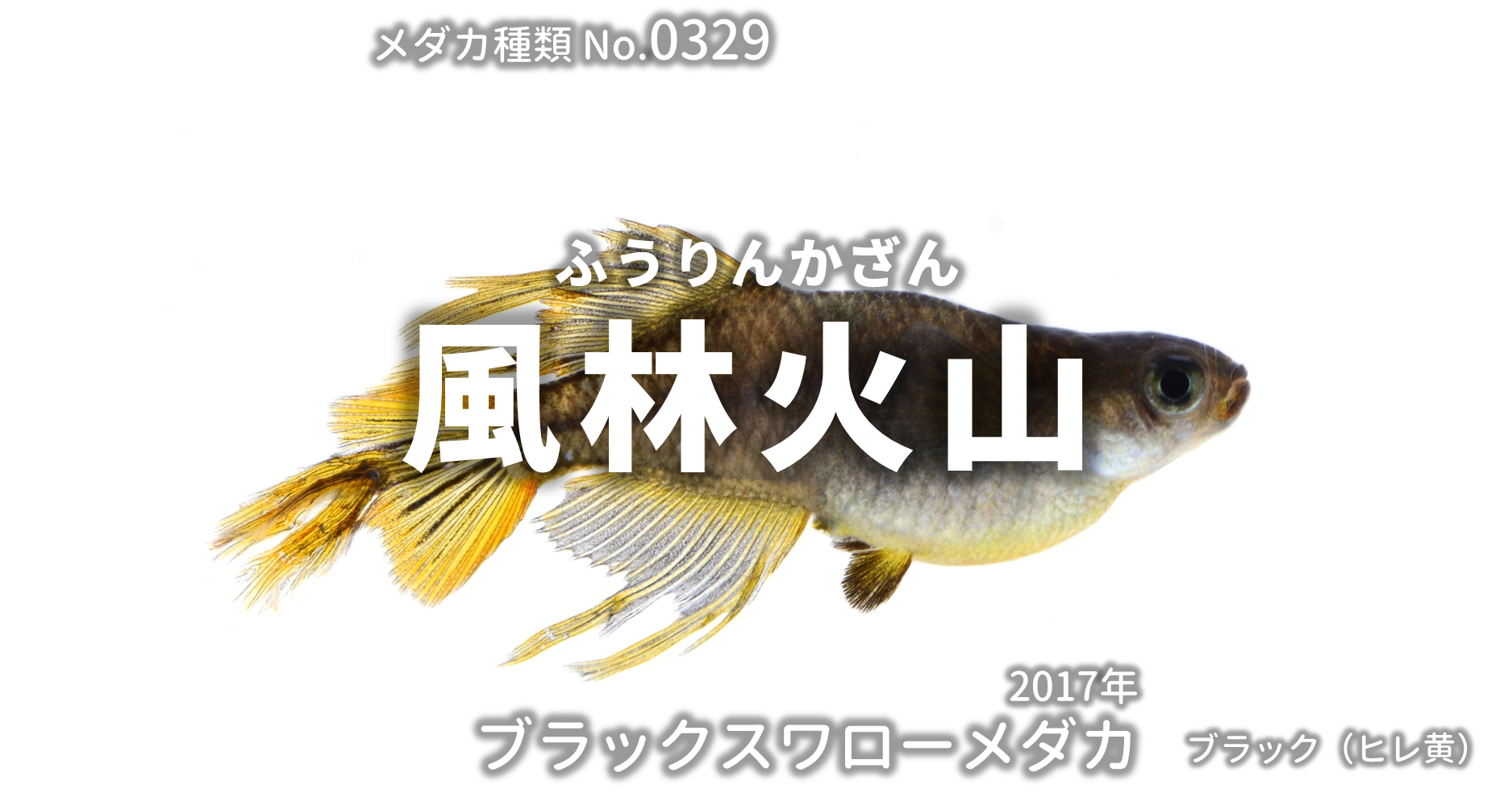 風林火山 ふうりんかざん とは 改良メダカweb図鑑no 0329 ブラック メダカの品種 改良メダカweb図鑑