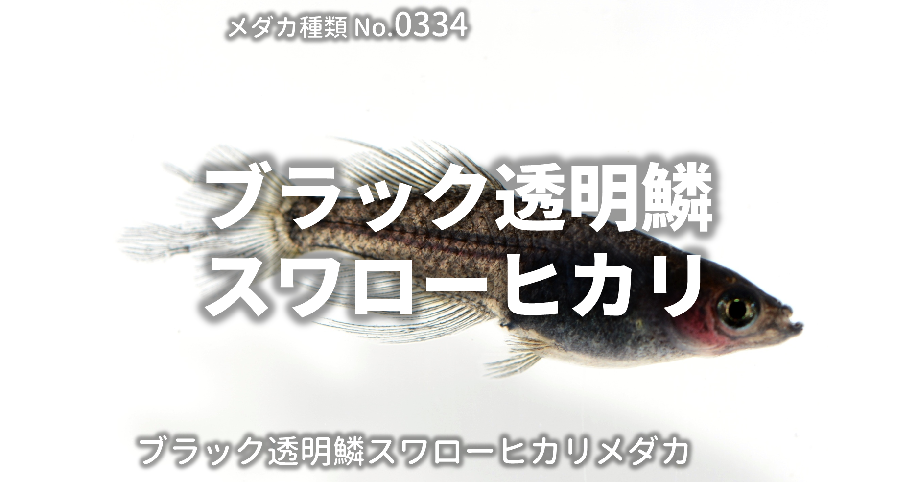 ブラック透明鱗スワローヒカリ ぶらっくとうめいりんすわろーひかり とは 改良メダカweb図鑑no 0334 ブラック メダカの品種 改良メダカ Web図鑑