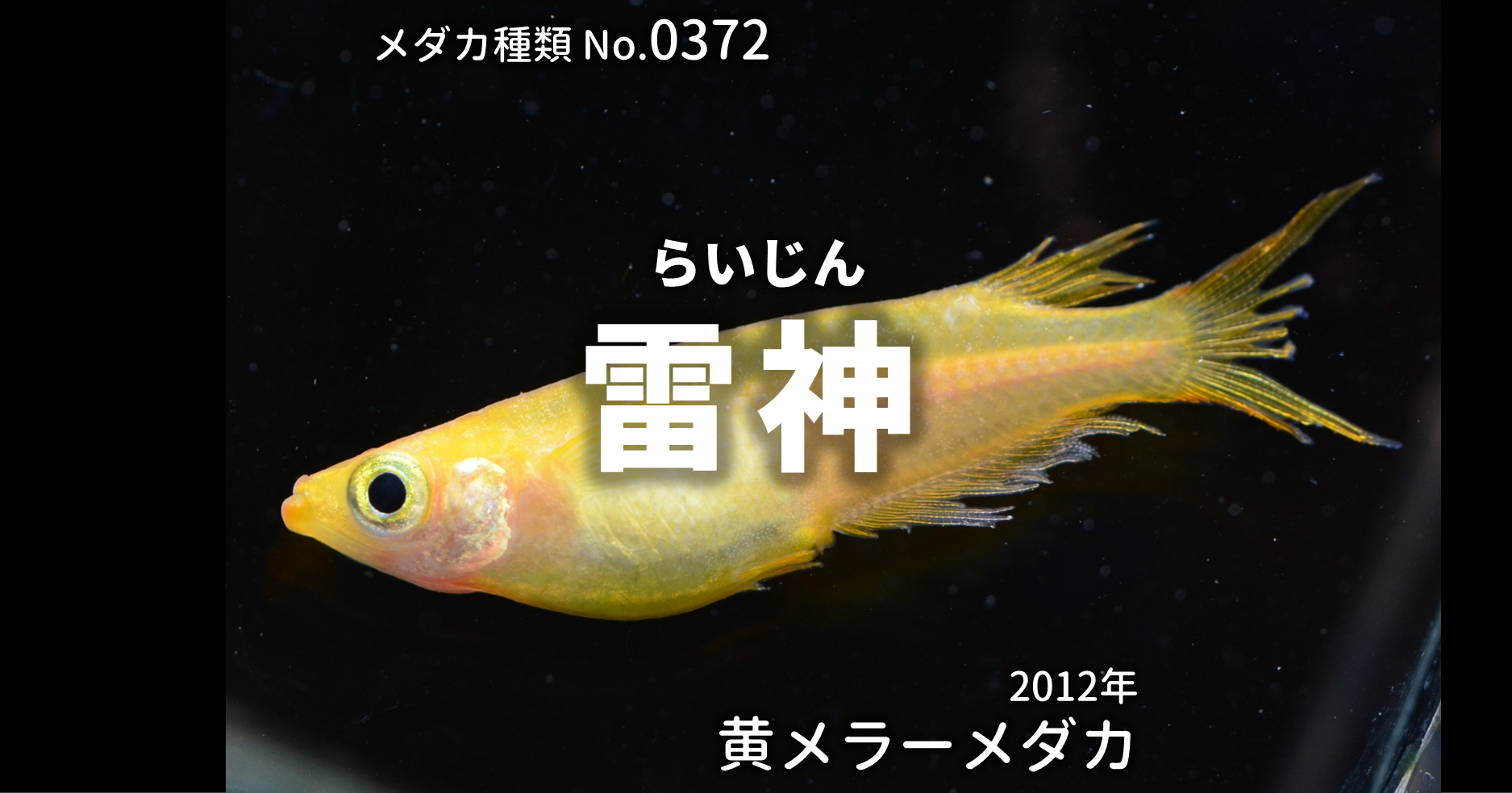 雷神 らいじん とは 改良メダカweb図鑑no 0372 メダカの品種 黄 改良メダカweb図鑑