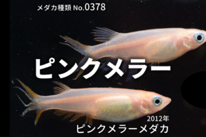 秋桜 ピンクヒカリメダカ とは 改良メダカweb図鑑no 0032 ピンク 改良メダカweb図鑑