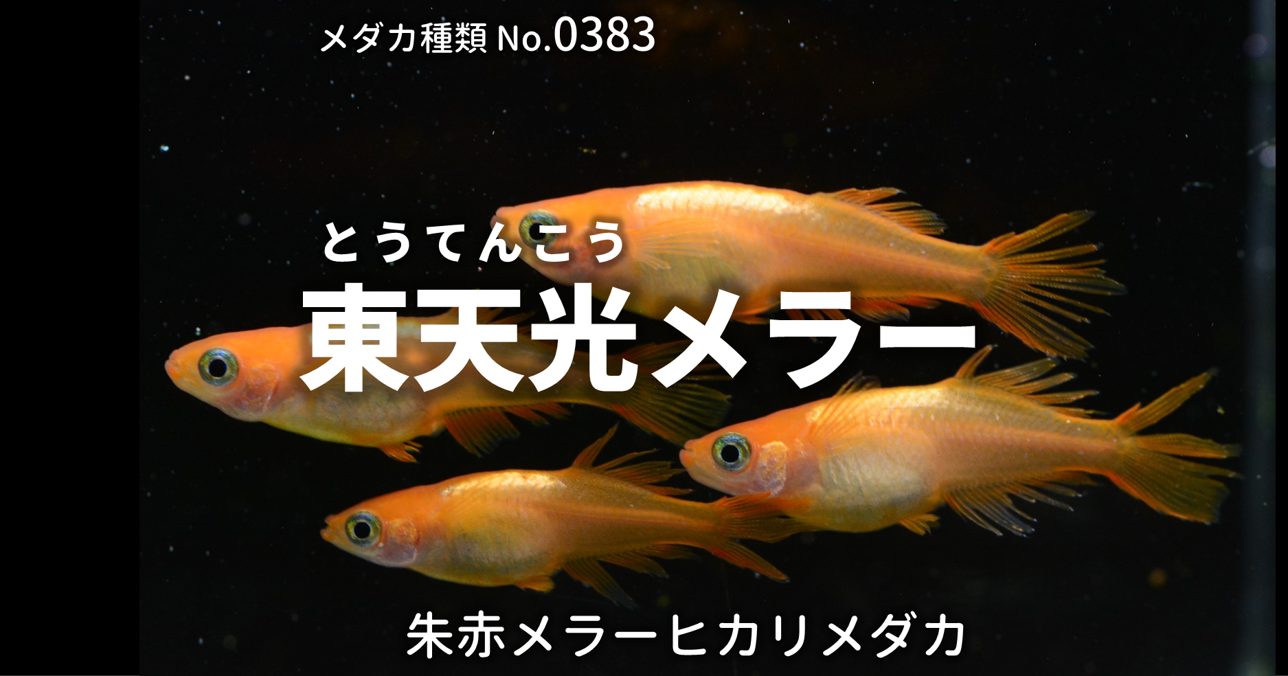 東天光メラー とうてんこうめらー とは 改良メダカweb図鑑no 03 メダカの品種 朱赤 改良メダカweb図鑑