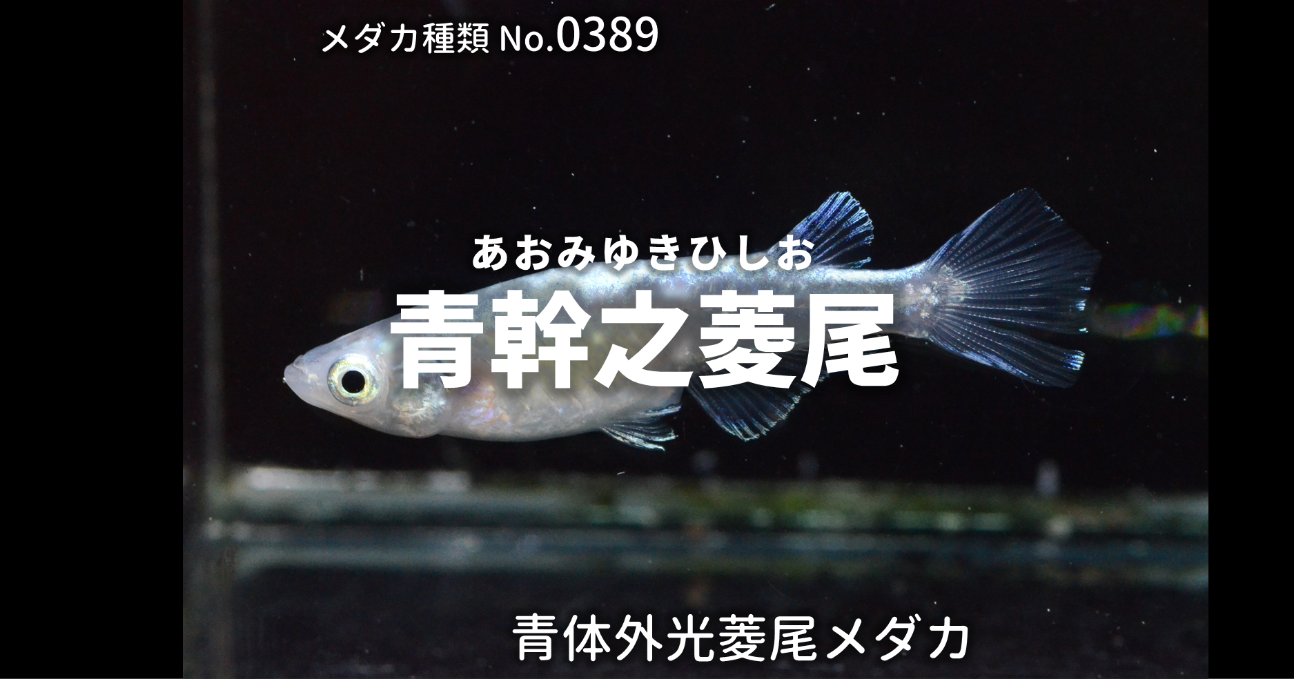 青幹之菱尾 あおみゆきひしお とは 改良メダカweb図鑑no 03 メダカの品種 青 改良メダカweb図鑑