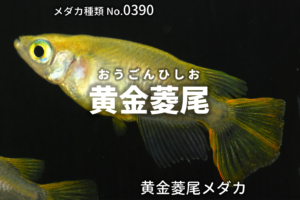 令和三色ラメ幹之とは 改良メダカweb図鑑no 0257 メダカの品種 白朱赤 改良メダカweb図鑑