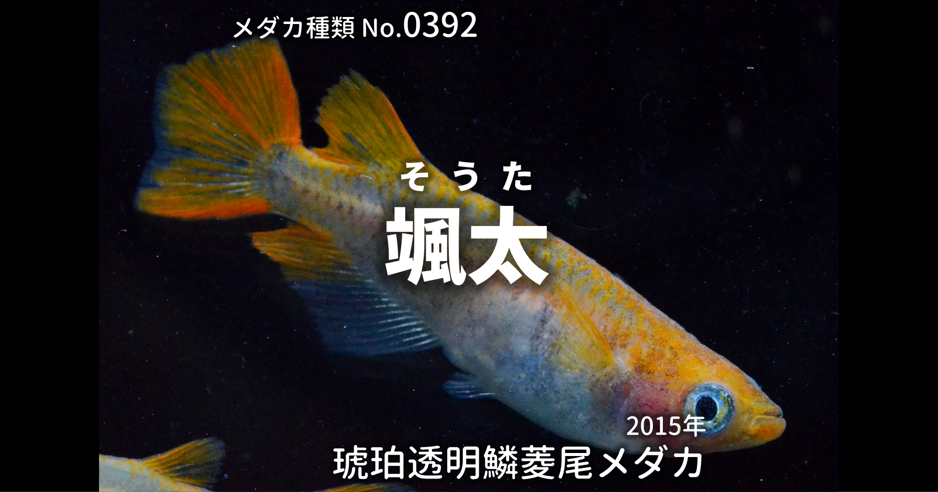 颯太 そうた とは 改良メダカweb図鑑no 0392 メダカの品種 琥珀 改良メダカweb図鑑