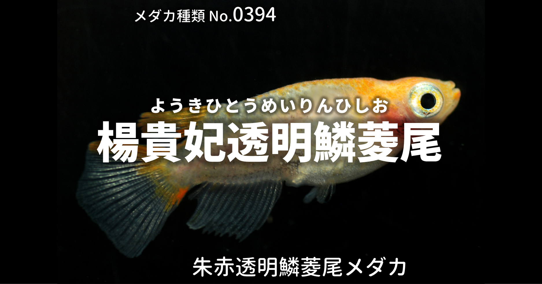 楊貴妃透明鱗菱尾 ようきひとうめいりんひしお とは 改良メダカweb図鑑no 0394 メダカの品種 朱赤 改良メダカweb図鑑