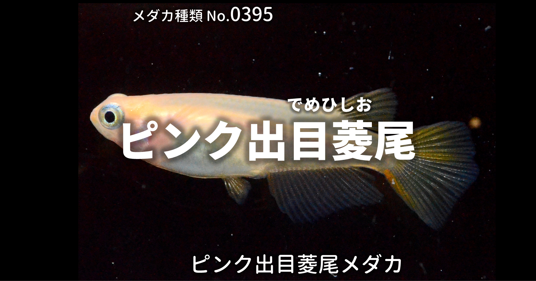 ピンク出目菱尾 ぴんくでめひしお とは 改良メダカweb図鑑no 0395 ピンク メダカの品種 改良メダカweb図鑑