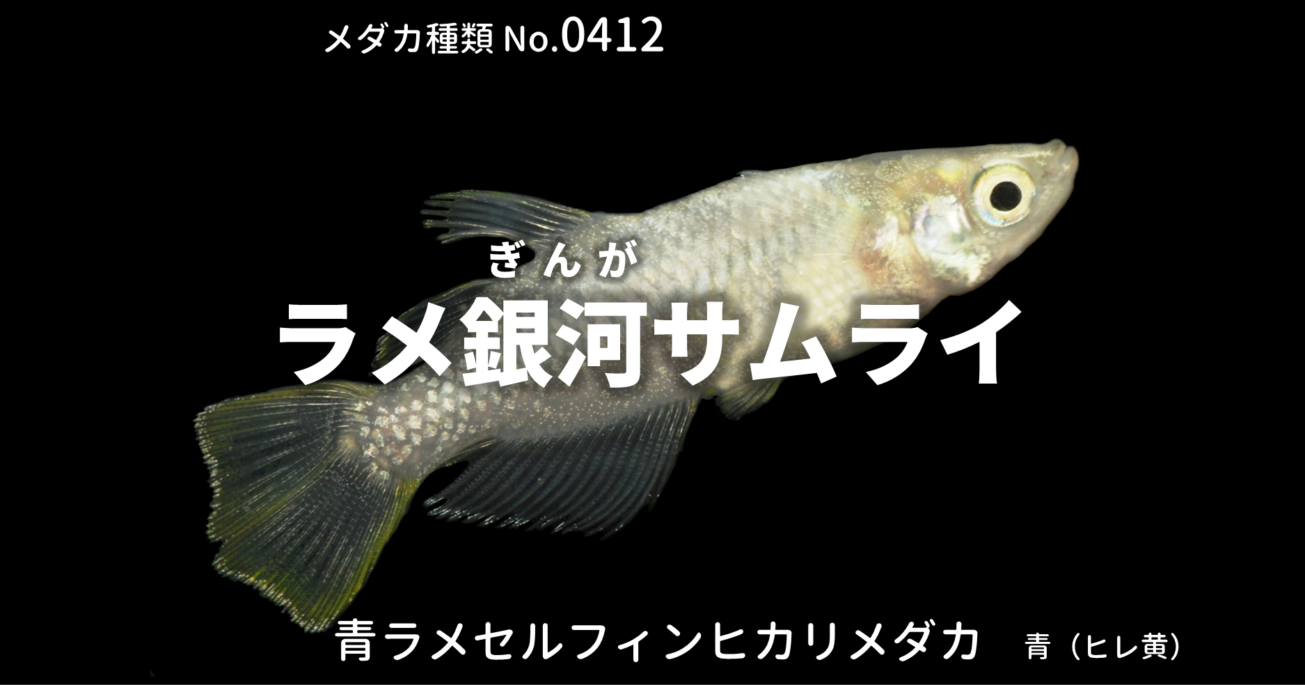 ラメ銀河サムライ らめぎんがさむらい とは 改良メダカweb図鑑no 0412 メダカの品種 青 改良メダカweb図鑑