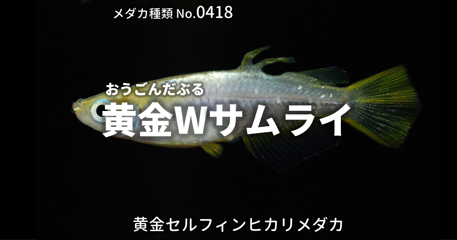 黄金wサムライ おうごんだぶるさむらい とは 改良メダカweb図鑑no 0418 メダカの品種 黄金 改良メダカweb図鑑