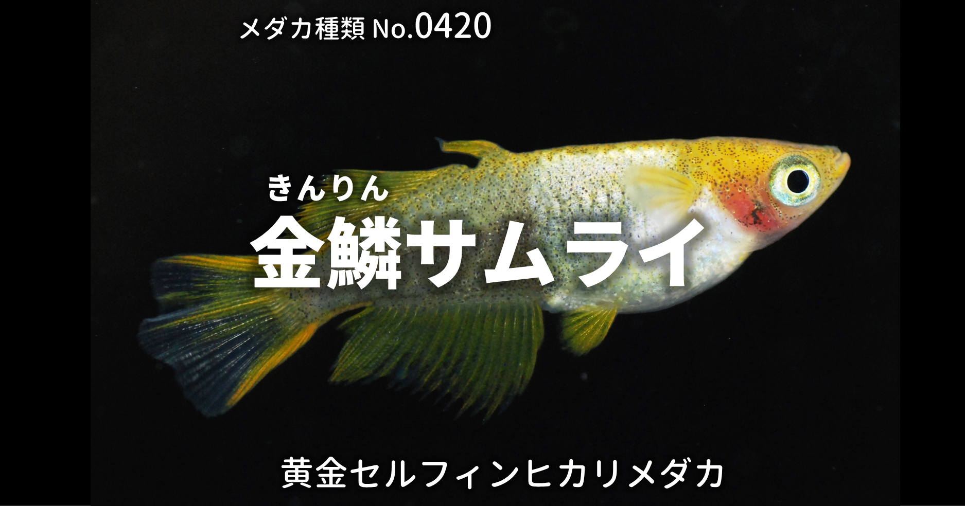 茶金グリーンタイプ　１ペア＋メス１匹☆メダカ【日本改良めだか研究所】 2025年最新Yahoo!オークション -日本改良メダカ研究所の中古品・新品