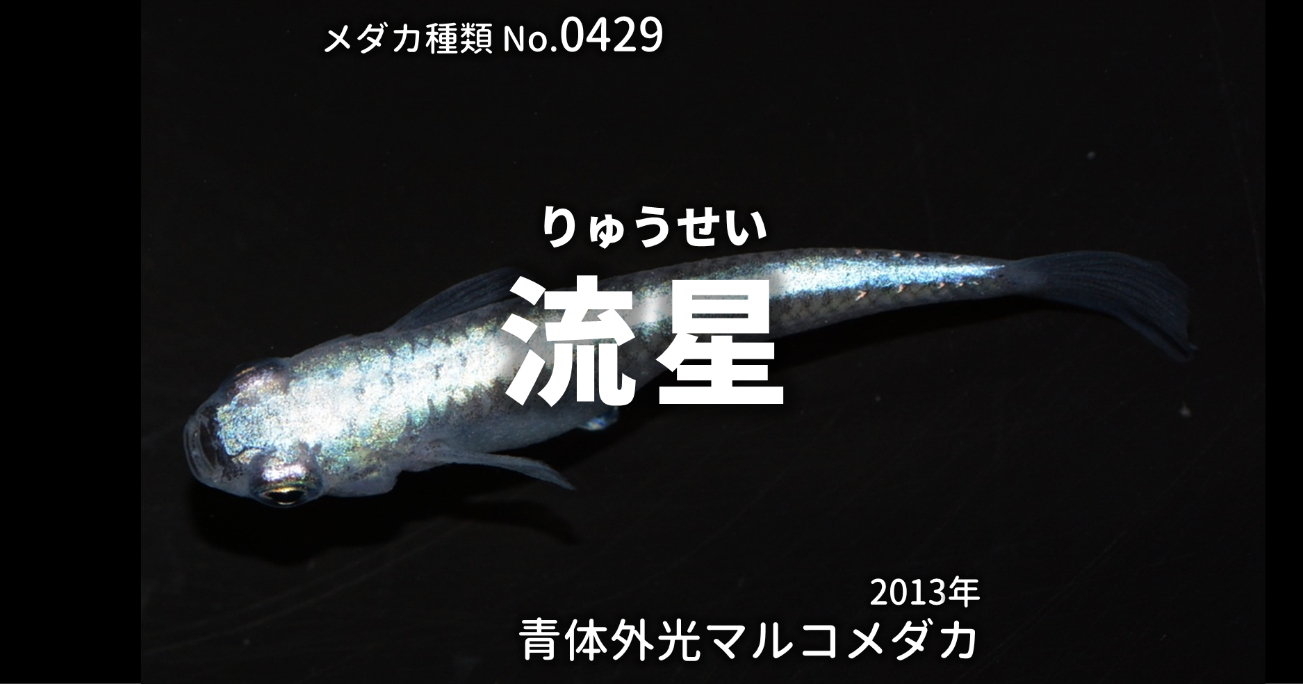流星 りゅうせい とは 改良メダカweb図鑑no 0429 メダカの品種 青 改良メダカweb図鑑