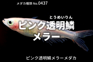 秋桜 ピンクヒカリメダカ とは 改良メダカweb図鑑no 0032 ピンク 改良メダカweb図鑑