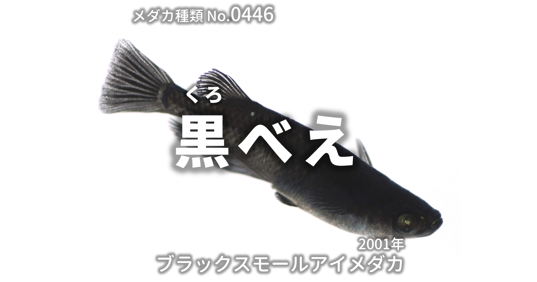 黒べえ（ピュアブラックメダカ）とは 改良メダカWEB図鑑No.0446 