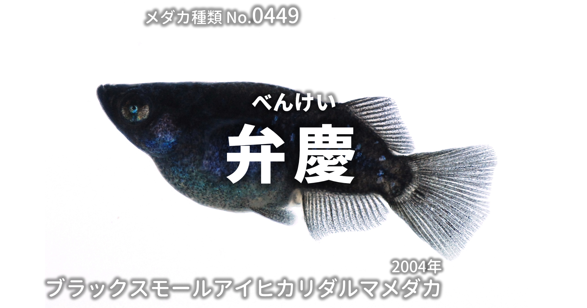 弁慶 ピュアブラックヒカリダルマメダカ とは 改良メダカweb図鑑no 0449 ブラック メダカの品種 改良メダカweb図鑑