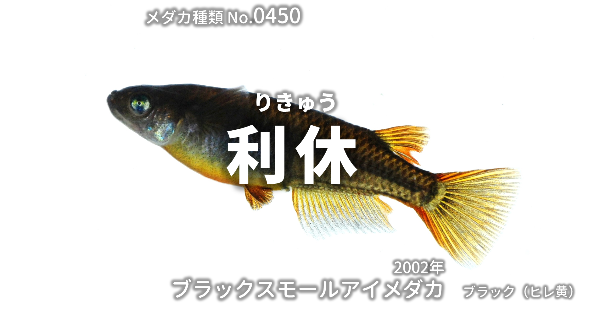 利休 ピュアブラック黄金メダカ とは 改良メダカweb図鑑no 0450 ブラック メダカの品種 改良メダカweb図鑑