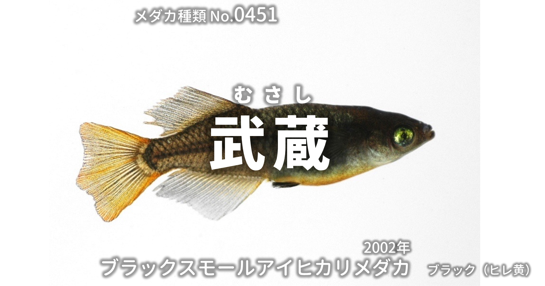 武蔵 ピュアブラック黄金ヒカリメダカ とは 改良メダカweb図鑑no 0451 ブラック メダカの品種 改良メダカweb図鑑