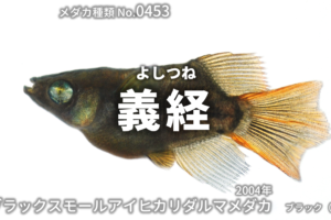 【Azuma】　◆最新品種◆　楊貴妃出目パンダダルマリアルロングフィン血統　◆　ランダム（50匹前後）　　