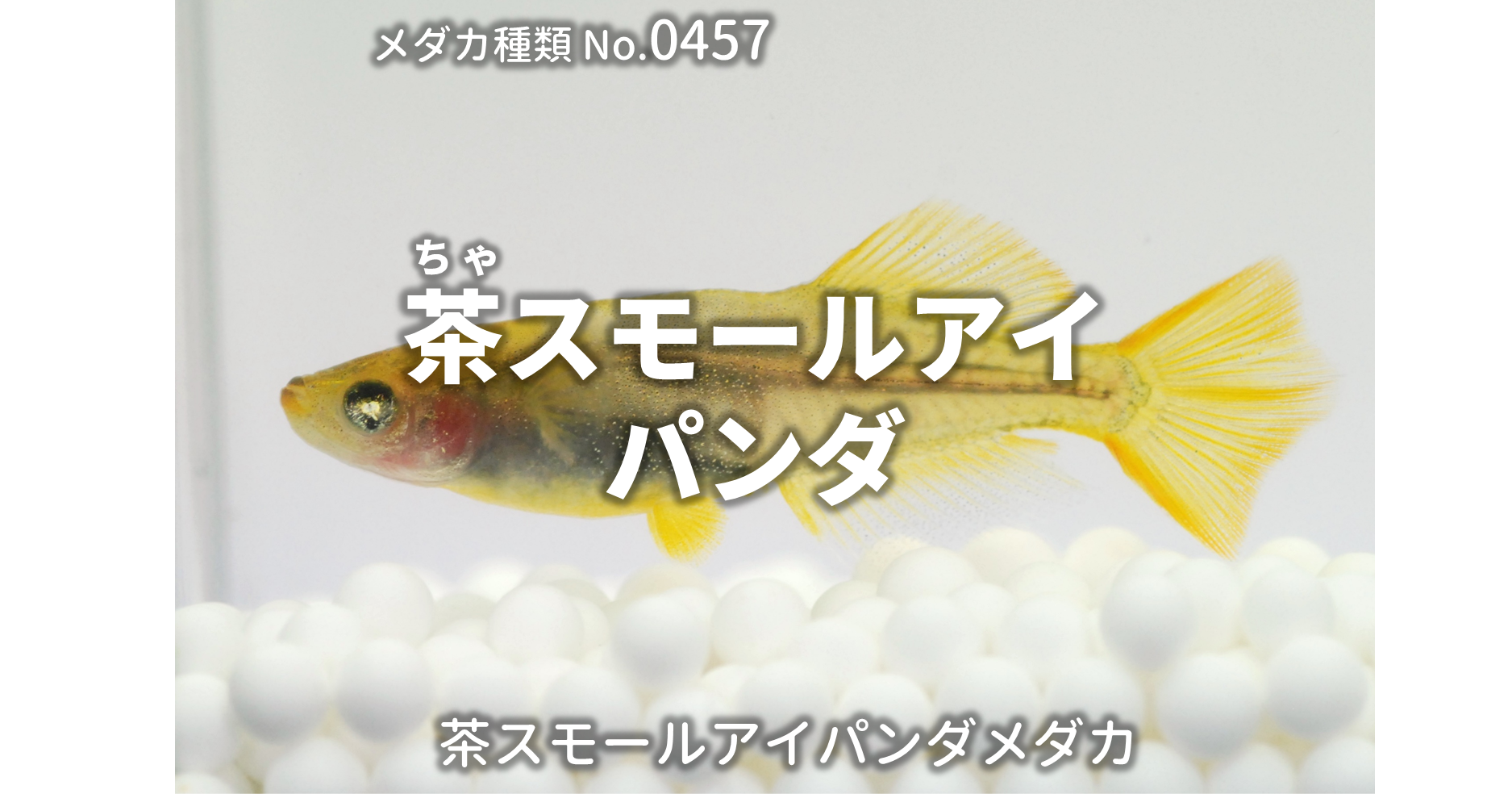 茶パンダスモールアイ ちゃぱんだすもーるあい とは 改良メダカweb図鑑no 0457 メダカの品種 茶 改良メダカweb図鑑