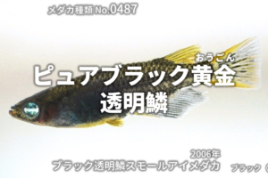ブラックスワンとは 改良メダカweb図鑑no 0280 ブラック メダカの品種 改良メダカweb図鑑
