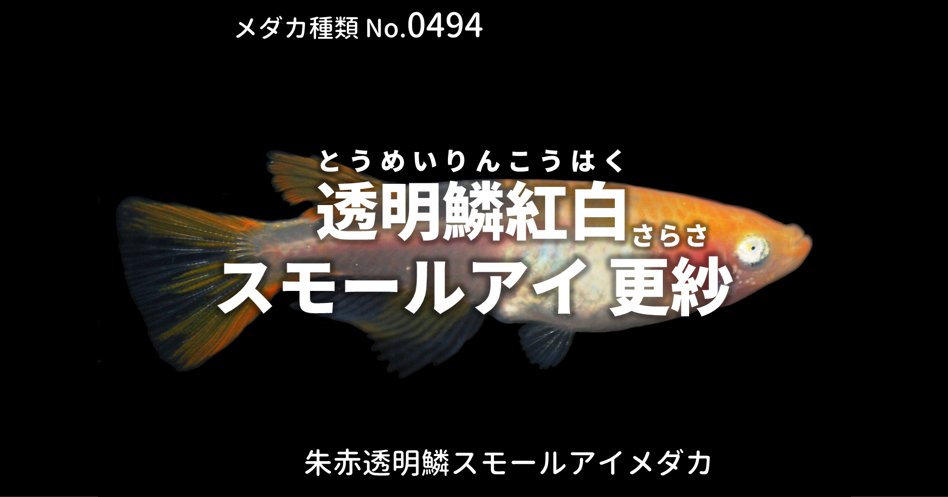 透明鱗更紗紅白　２ペア 20190718 ☆ めだか・メダカ【日本改良めだか研究所】 透明鱗更紗紅白 ２ペア 20190702 ☆ めだか・メダカ日本改良めだか
