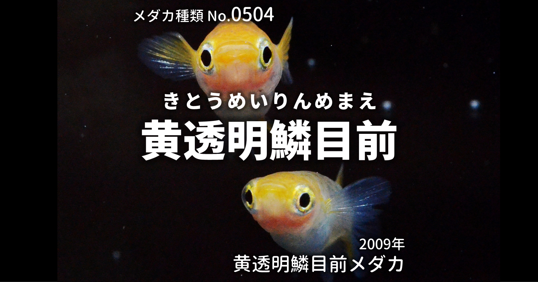 黄透明鱗目前 きとうめいりんめまえ とは 改良メダカweb図鑑no 0504 メダカの品種 黄 改良メダカweb図鑑