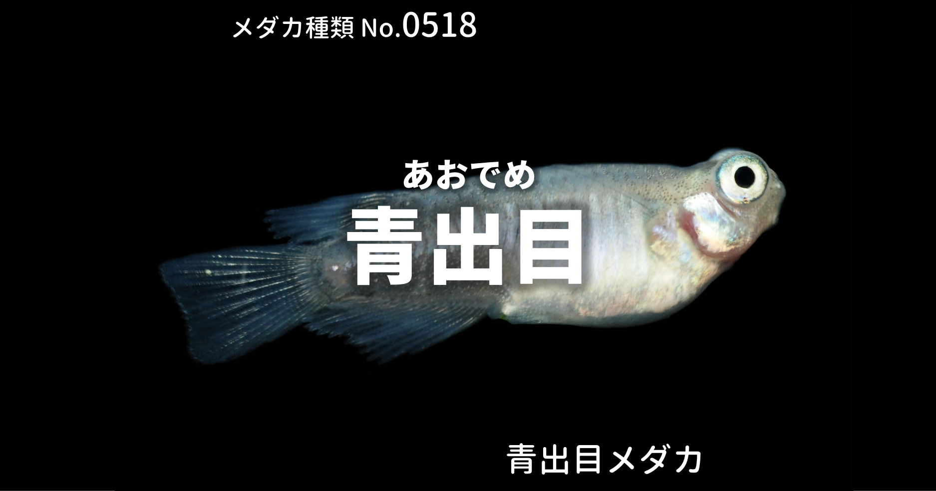 青出目 あおでめ とは 改良メダカweb図鑑no 0518 メダカの品種 青 改良メダカweb図鑑