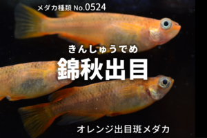 錦秋出目 きんしゅうでめ とは 改良メダカweb図鑑no 0524 オレンジ メダカの品種 改良メダカweb図鑑