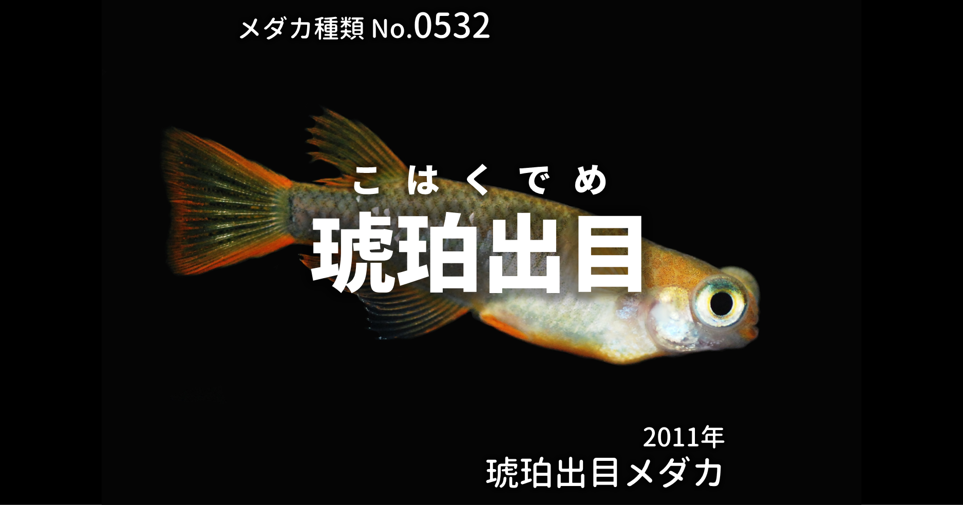 琥珀出目 こはくでめ とは 改良メダカweb図鑑no 0532 メダカの品種 琥珀 改良メダカweb図鑑