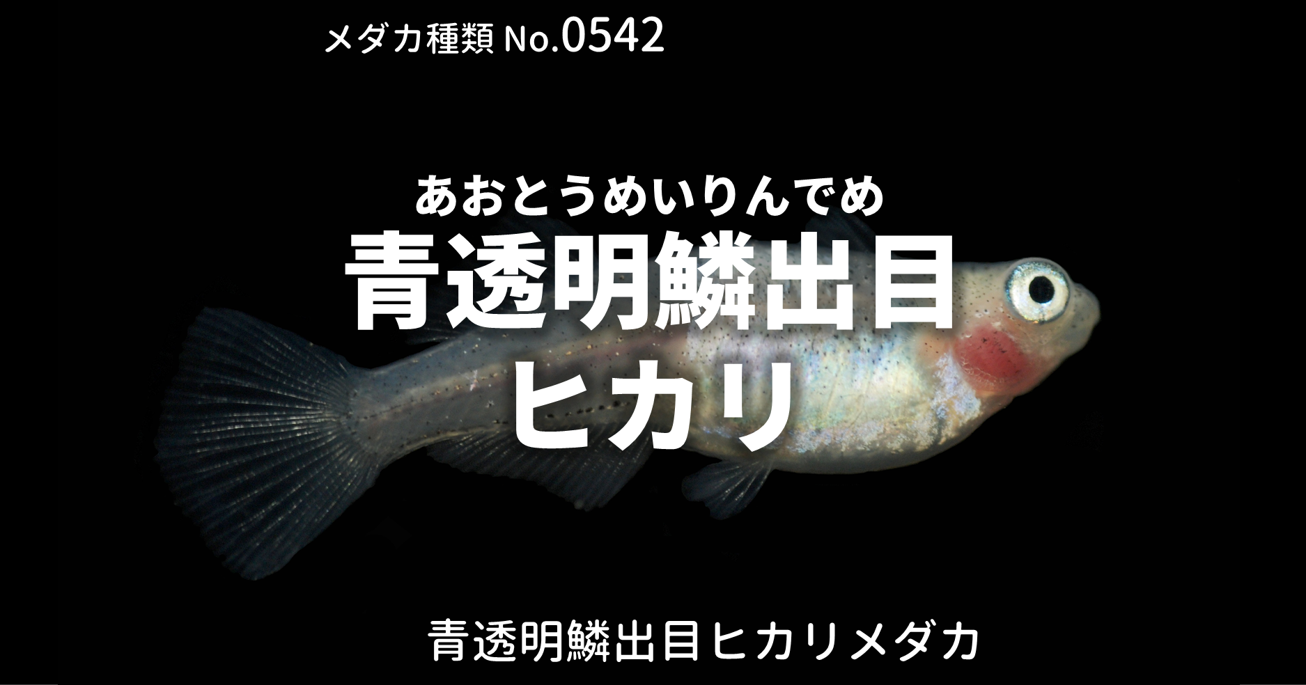 青透明鱗出目ヒカリ あおとうめいりんでめひかり とは 改良メダカweb図鑑no 0542 メダカの品種 青 改良メダカweb図鑑