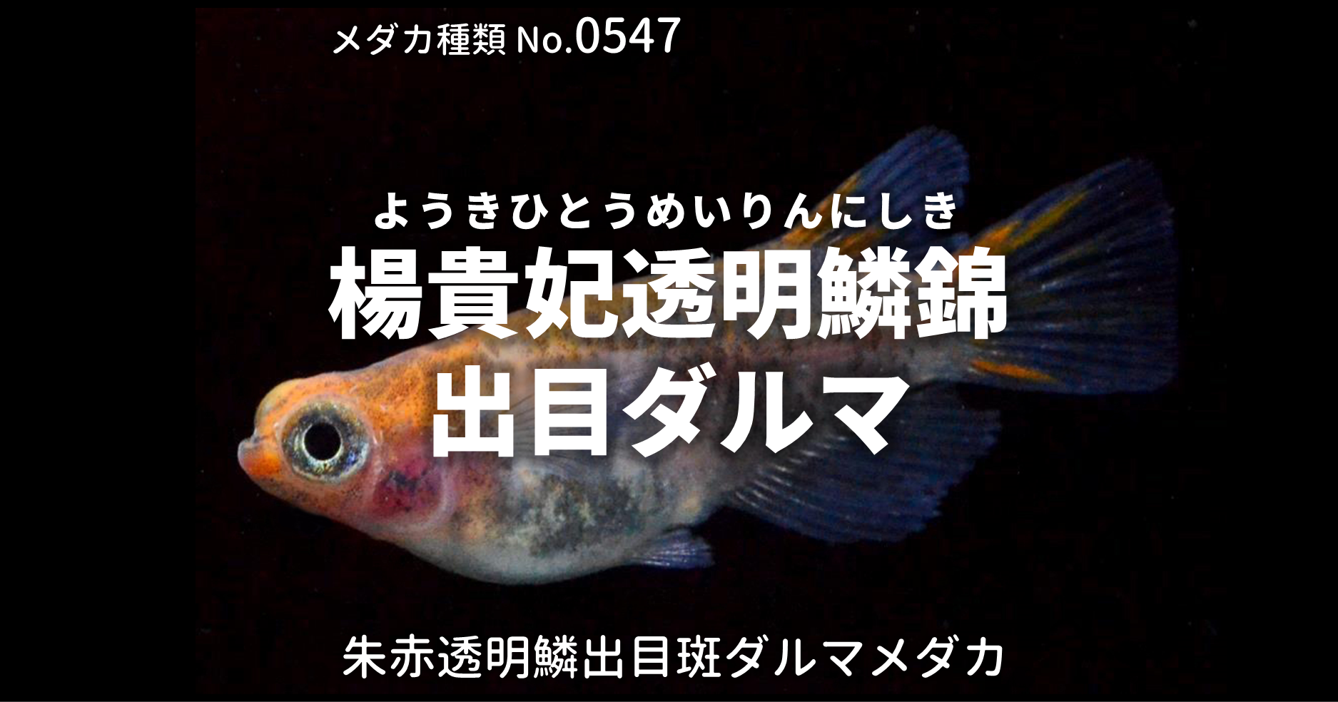 ■風雅(ふうが)朱赤ひかりヒレ長1ペア＋F1ノーマル体型上物計3匹！① HUNGERKNOCK ORIGINALS ハンガーノック TRAIL FIGHTER キャップ 中古