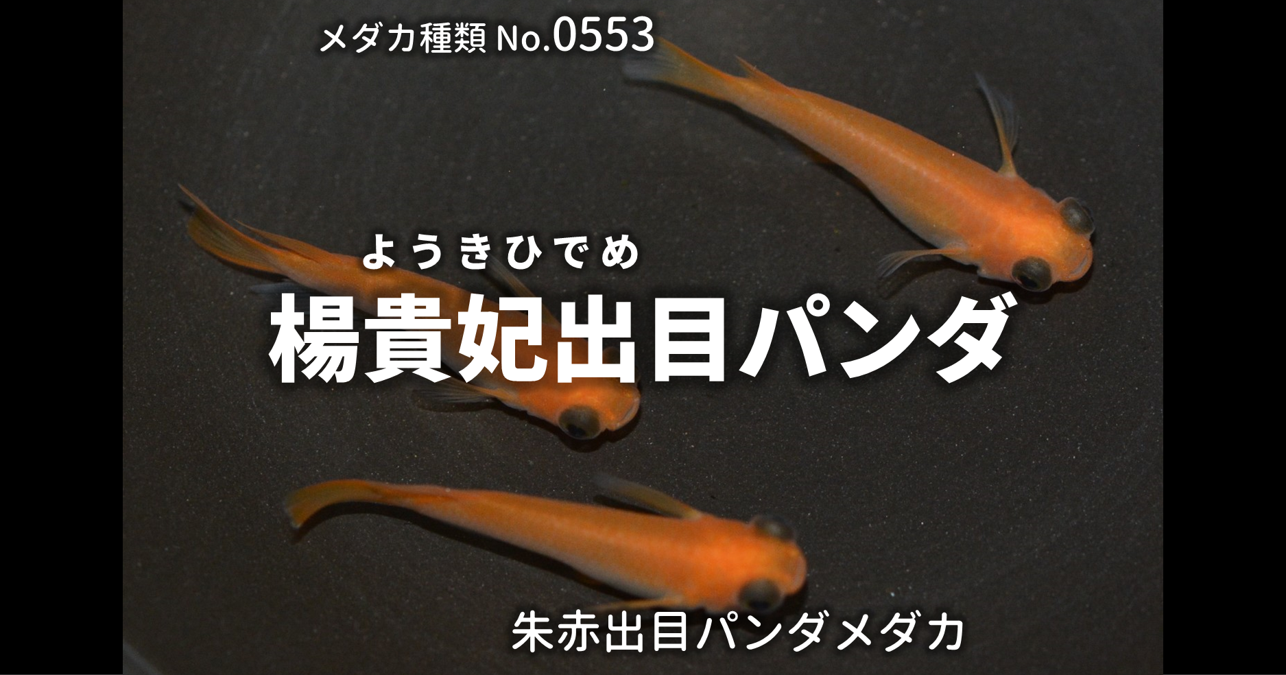 楊貴妃出目パンダ ようきひでめぱんだ とは 改良メダカweb図鑑no 0553 メダカの品種 朱赤 改良メダカweb図鑑