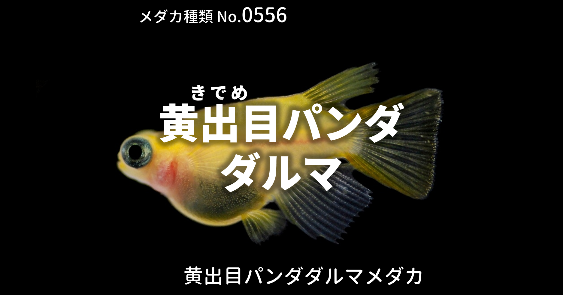 黄出目パンダダルマ（きでめぱんだだるま）とは 改良メダカWEB図鑑No 