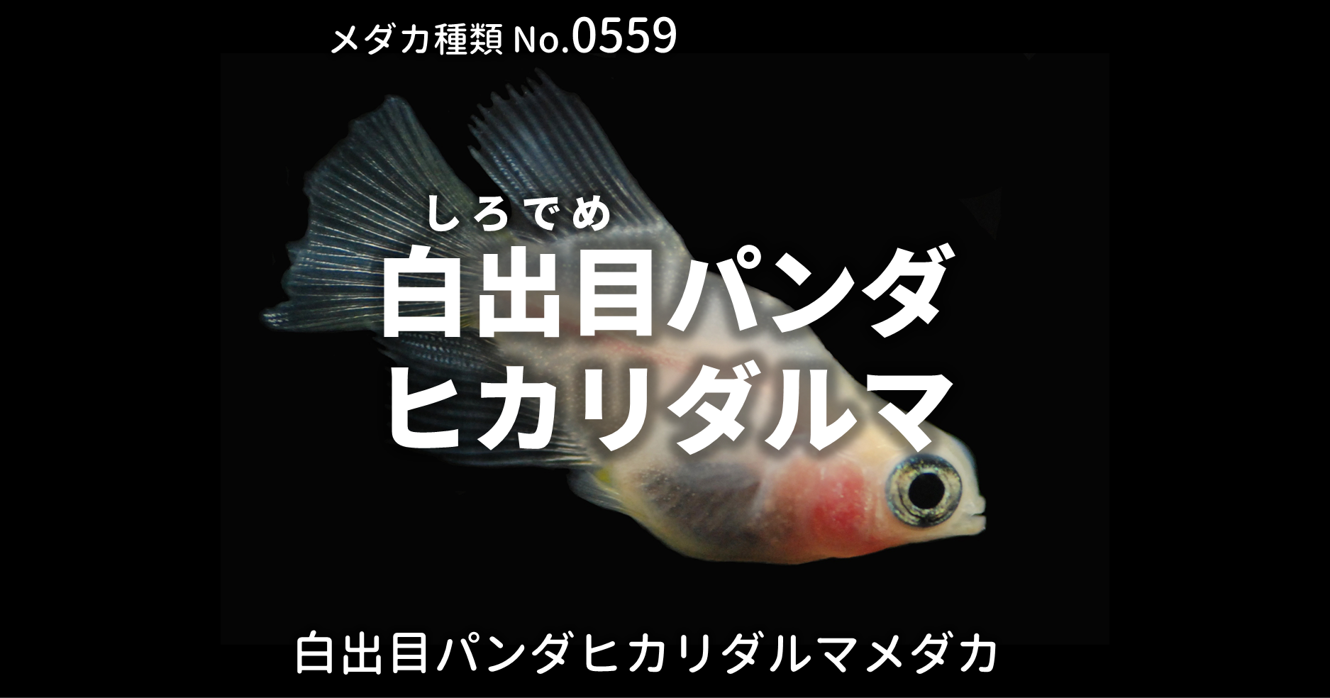 白出目パンダヒカリダルマ しろでめぱんだひかりだるま とは 改良メダカweb図鑑no 0559 メダカの品種 白 改良メダカweb図鑑