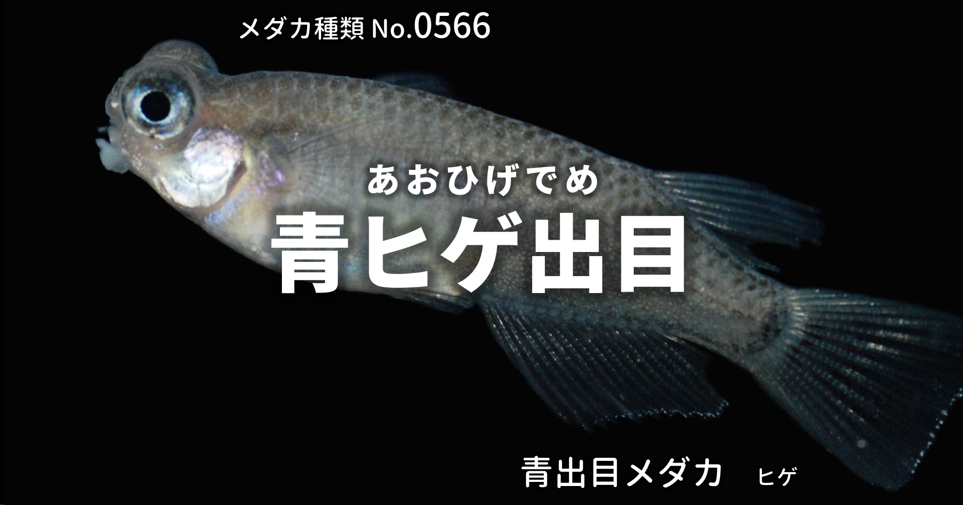 青ヒゲ出目 あおひげでめ とは 改良メダカweb図鑑no 0566 メダカの品種 青 改良メダカweb図鑑