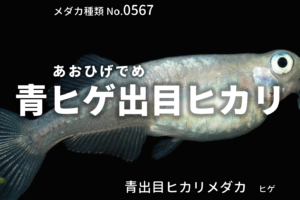 流星 りゅうせい とは 改良メダカweb図鑑no 0429 メダカの品種 青 改良メダカweb図鑑