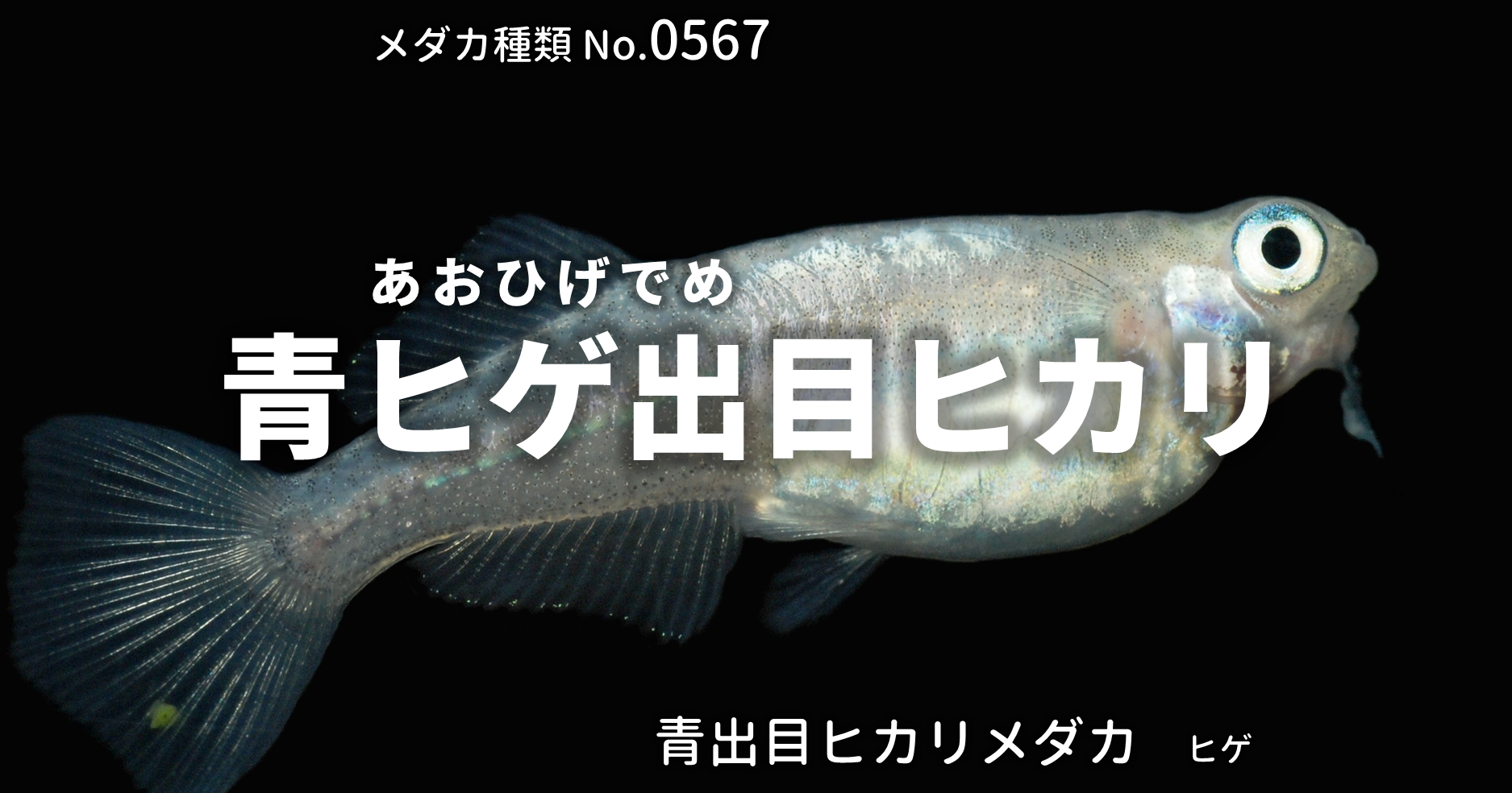 青ヒゲ出目ヒカリ あおひげでめひかり とは 改良メダカweb図鑑no 0567 メダカの品種 青 改良メダカweb図鑑