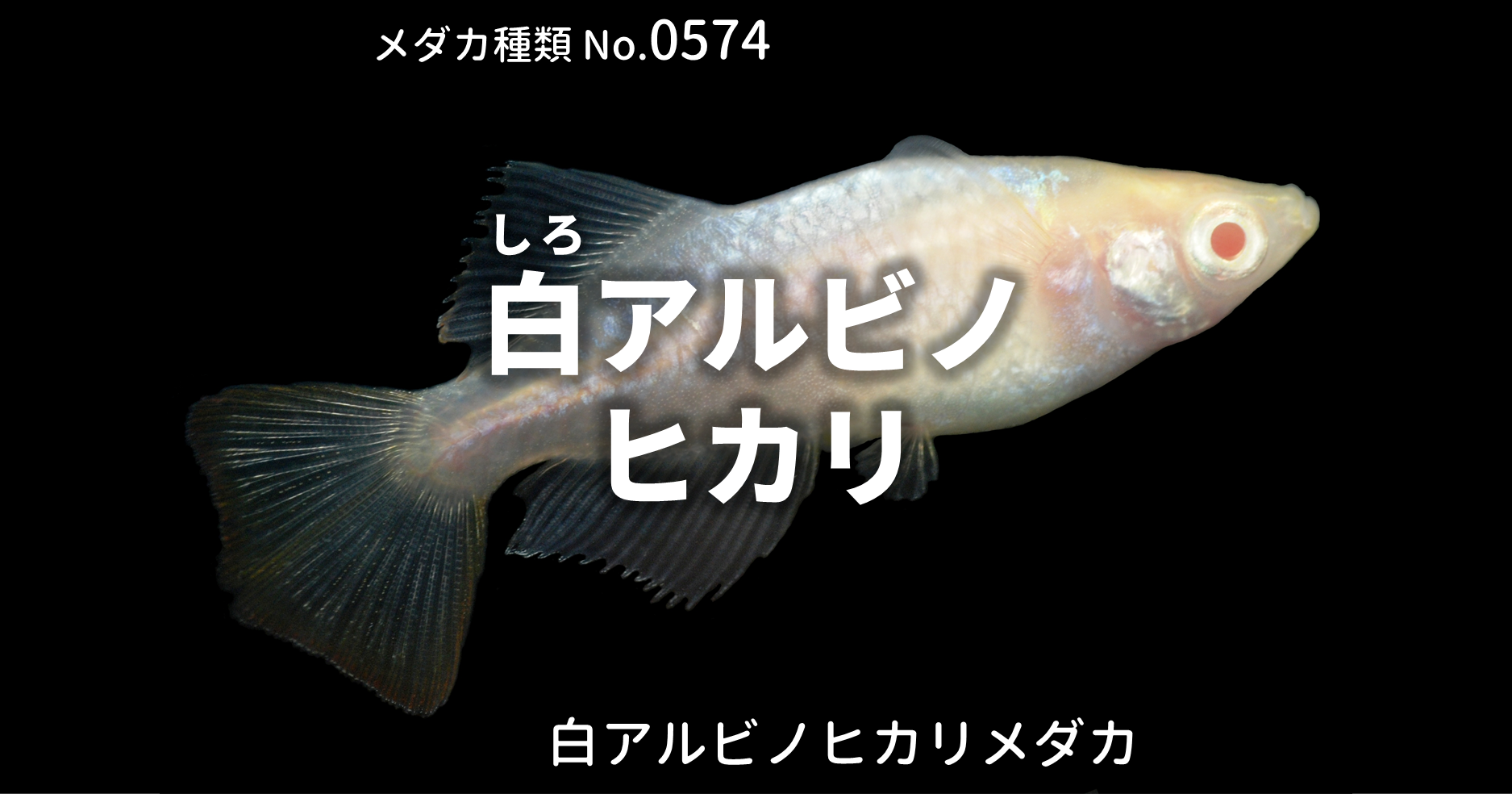 白アルビノヒカリ しろあるびのひかり とは 改良メダカweb図鑑no 0574 メダカの品種 白 改良メダカweb図鑑