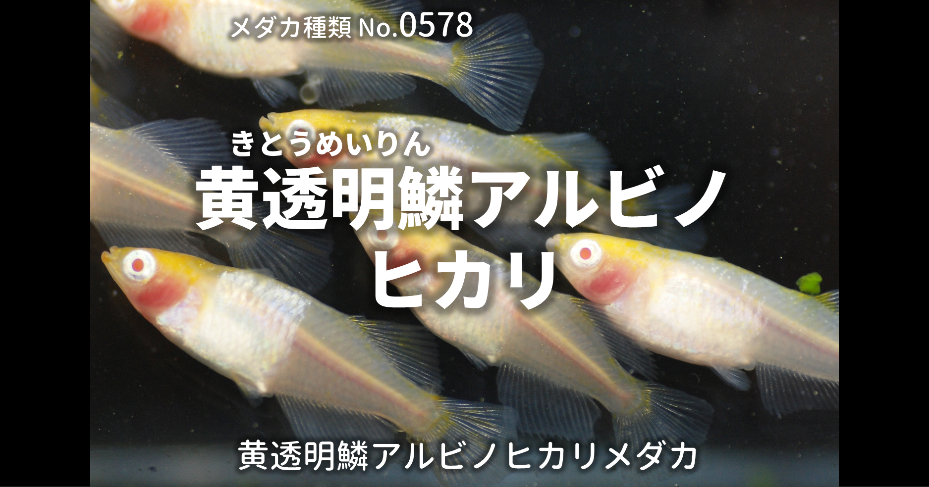 黄透明鱗アルビノヒカリ（きとうめいりんあるびのひかり）とは 改良 