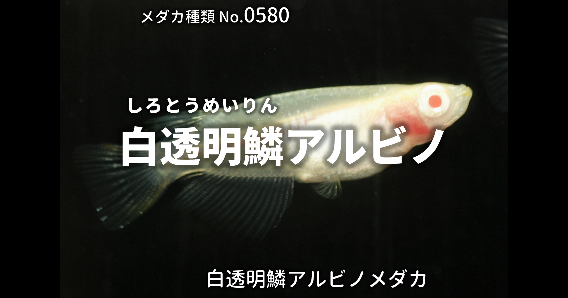 白透明鱗アルビノ しろとうめいりんあるびの とは 改良メダカweb図鑑no 0580 メダカの品種 白 改良メダカweb図鑑