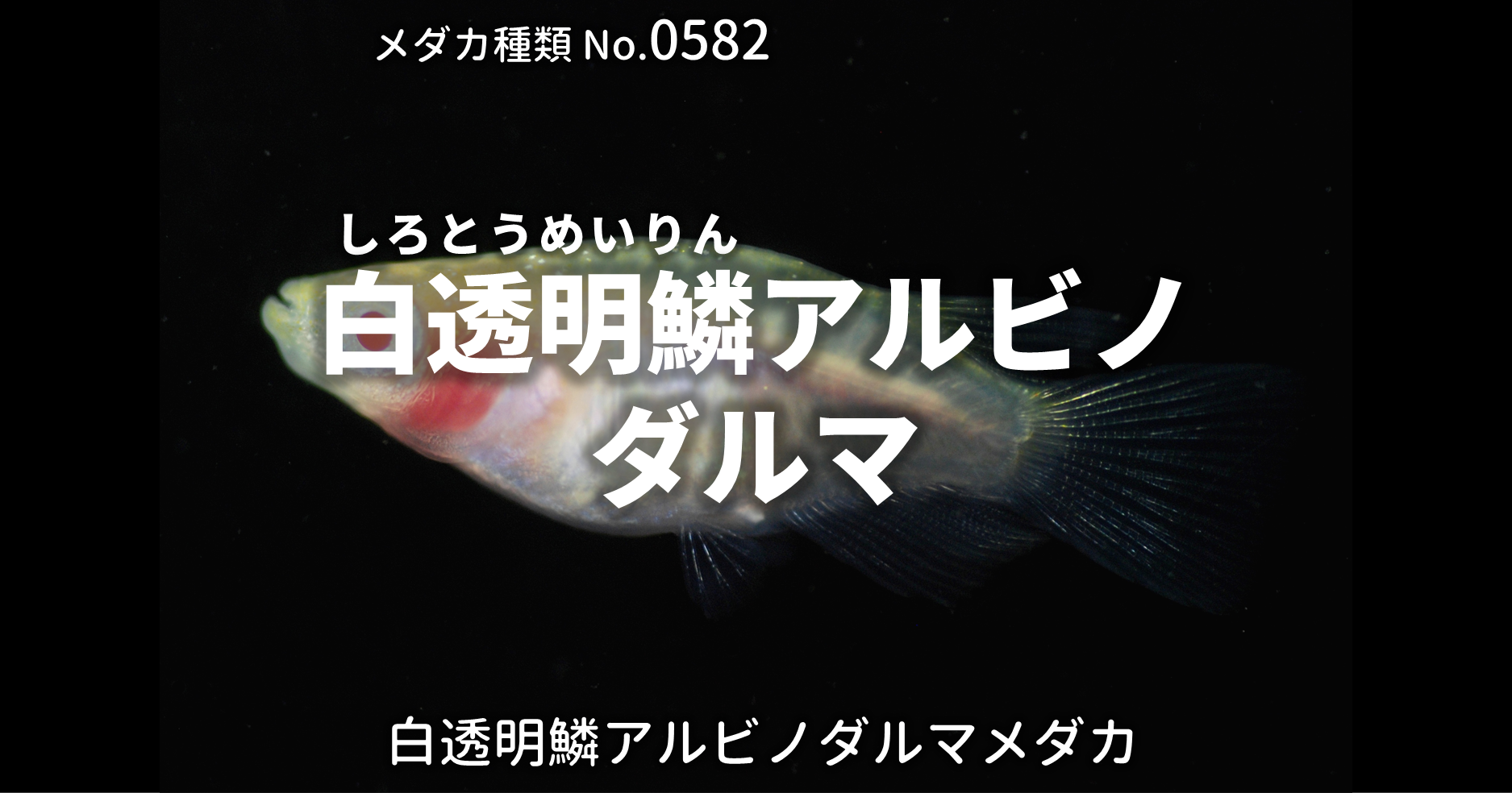 白透明鱗アルビノダルマ しろとうめいりんあるびのだるま とは 改良メダカweb図鑑no 05 メダカの品種 白 改良メダカweb図鑑