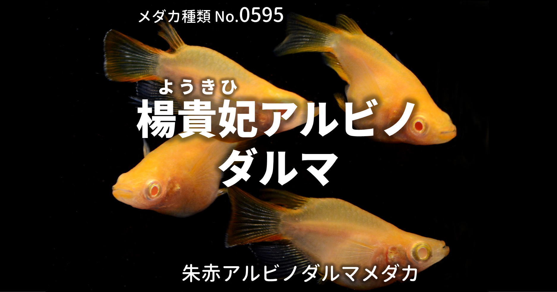 楊貴妃アルビノダルマ ようきひあるびのだるま とは 改良メダカweb図鑑no 0595 メダカの品種 朱赤 改良メダカweb図鑑