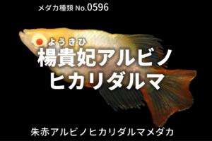 黄青オーロララメとは 改良メダカweb図鑑no 0163 メダカの品種 黄青 改良メダカweb図鑑