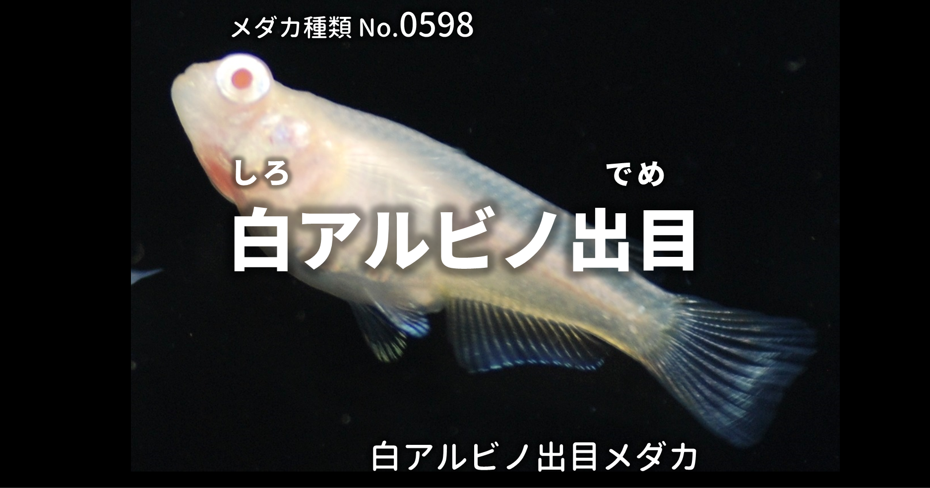 白アルビノ出目(しろあるびのでめ)とは 改良メダカWEB図鑑No.0598 | メダカの品種, 白 | 改良メダカWEB図鑑