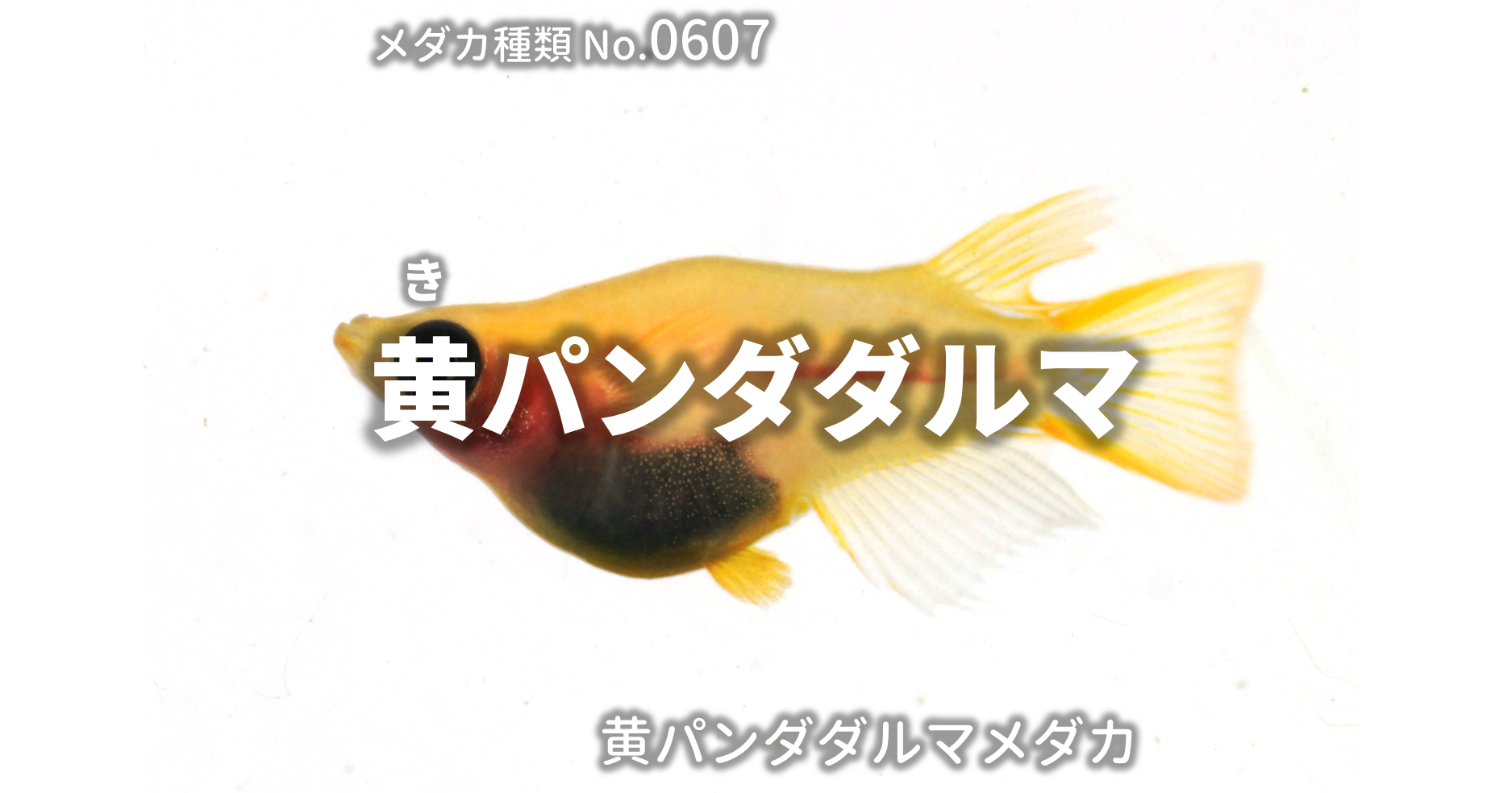 黄パンダダルマ きぱんだだるま とは 改良メダカweb図鑑no 0607 メダカの品種 黄 改良メダカweb図鑑