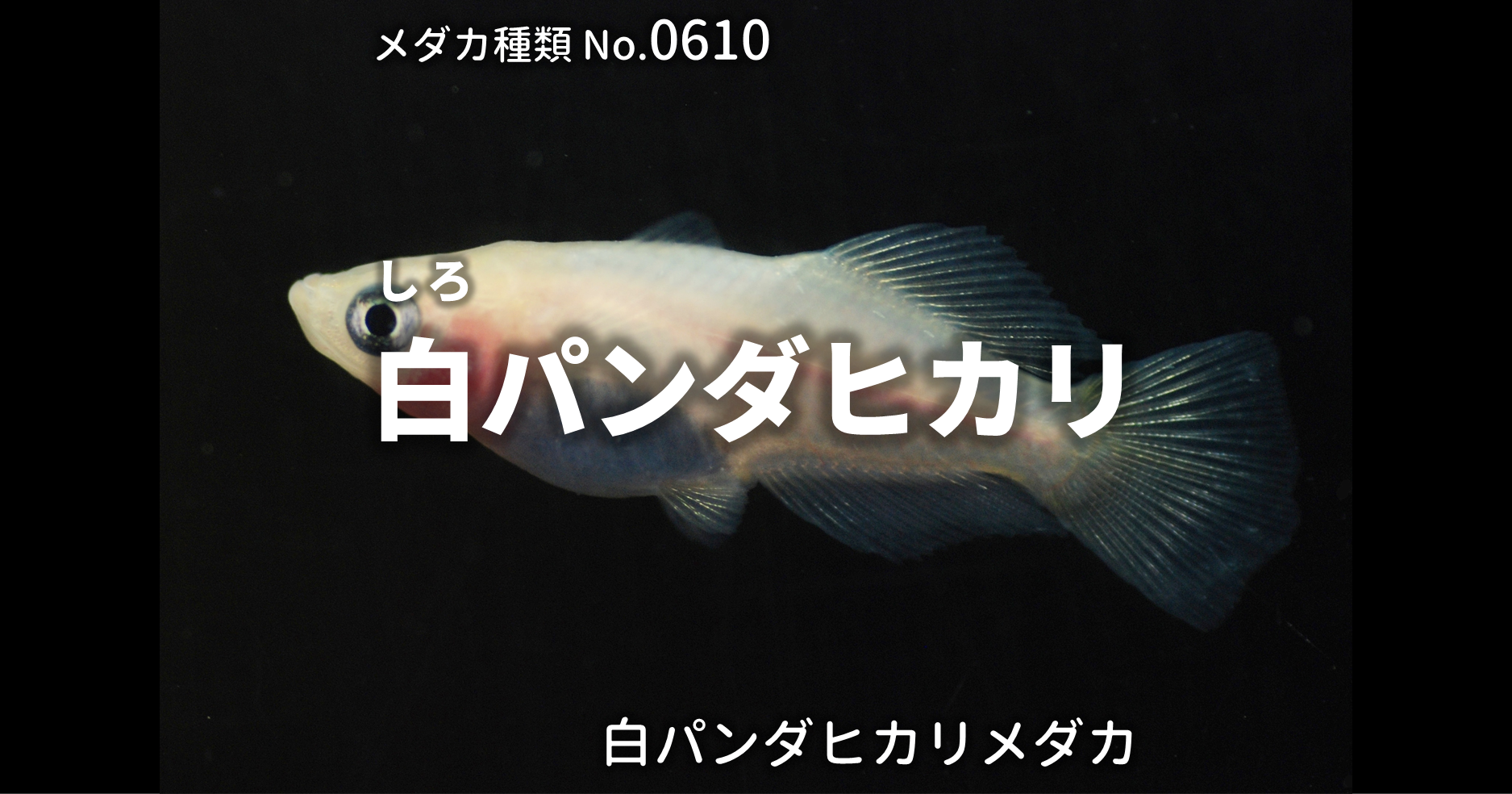 白パンダヒカリ しろぱんだひかり とは 改良メダカweb図鑑no 0610 メダカの品種 白 改良メダカweb図鑑