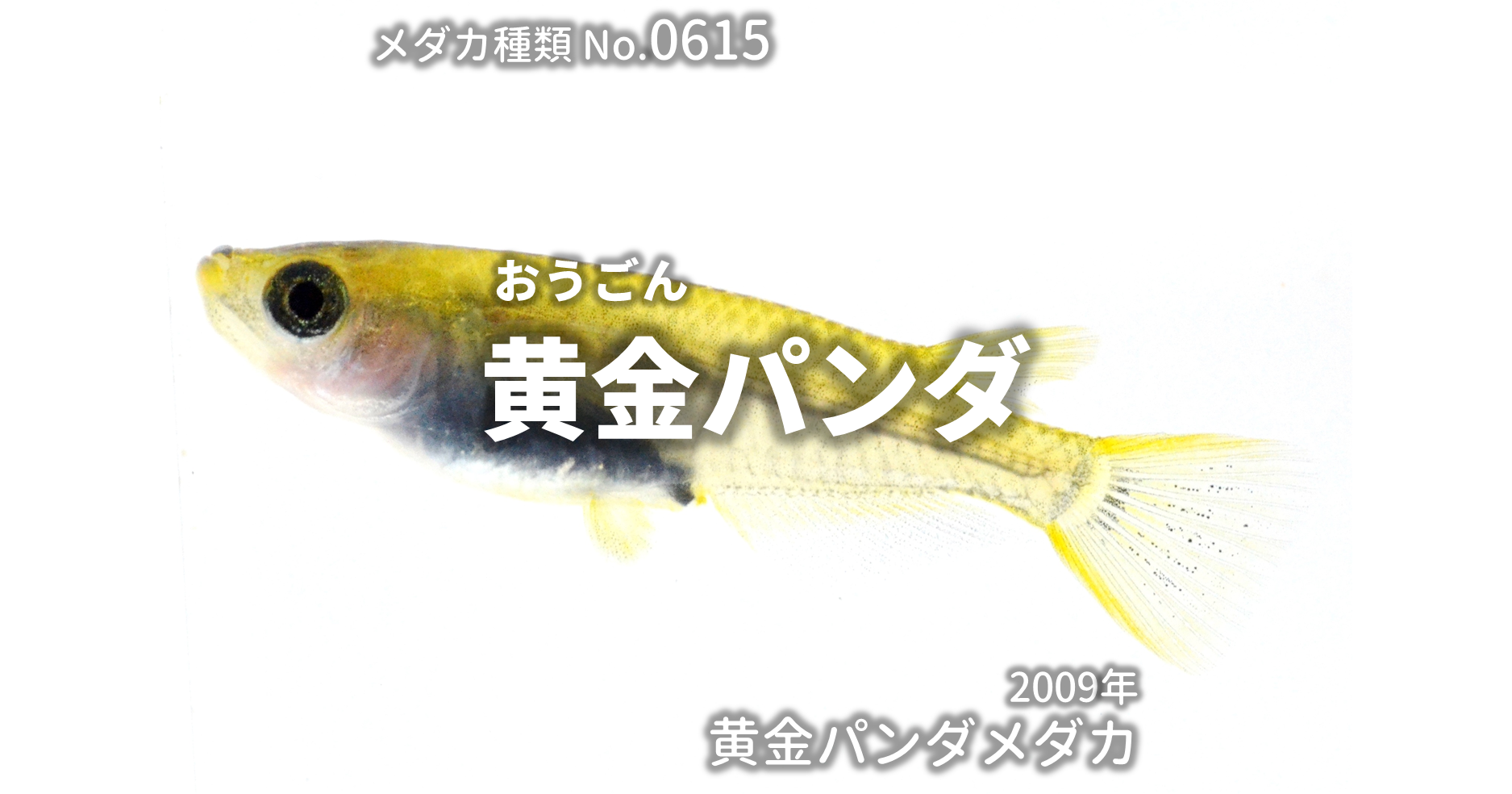 黄金パンダ おうごんぱんだ とは 改良メダカweb図鑑no 0615 メダカの品種 黄金 改良メダカweb図鑑