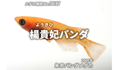 楊貴妃パンダ ようきひぱんだ とは 改良メダカweb図鑑no 0617 メダカの品種 朱赤 改良メダカweb図鑑