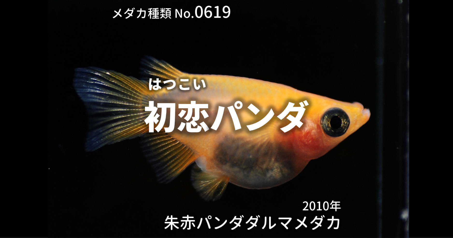 初恋パンダ はつこいぱんだ とは 改良メダカweb図鑑no 0619 メダカの品種 朱赤 改良メダカweb図鑑