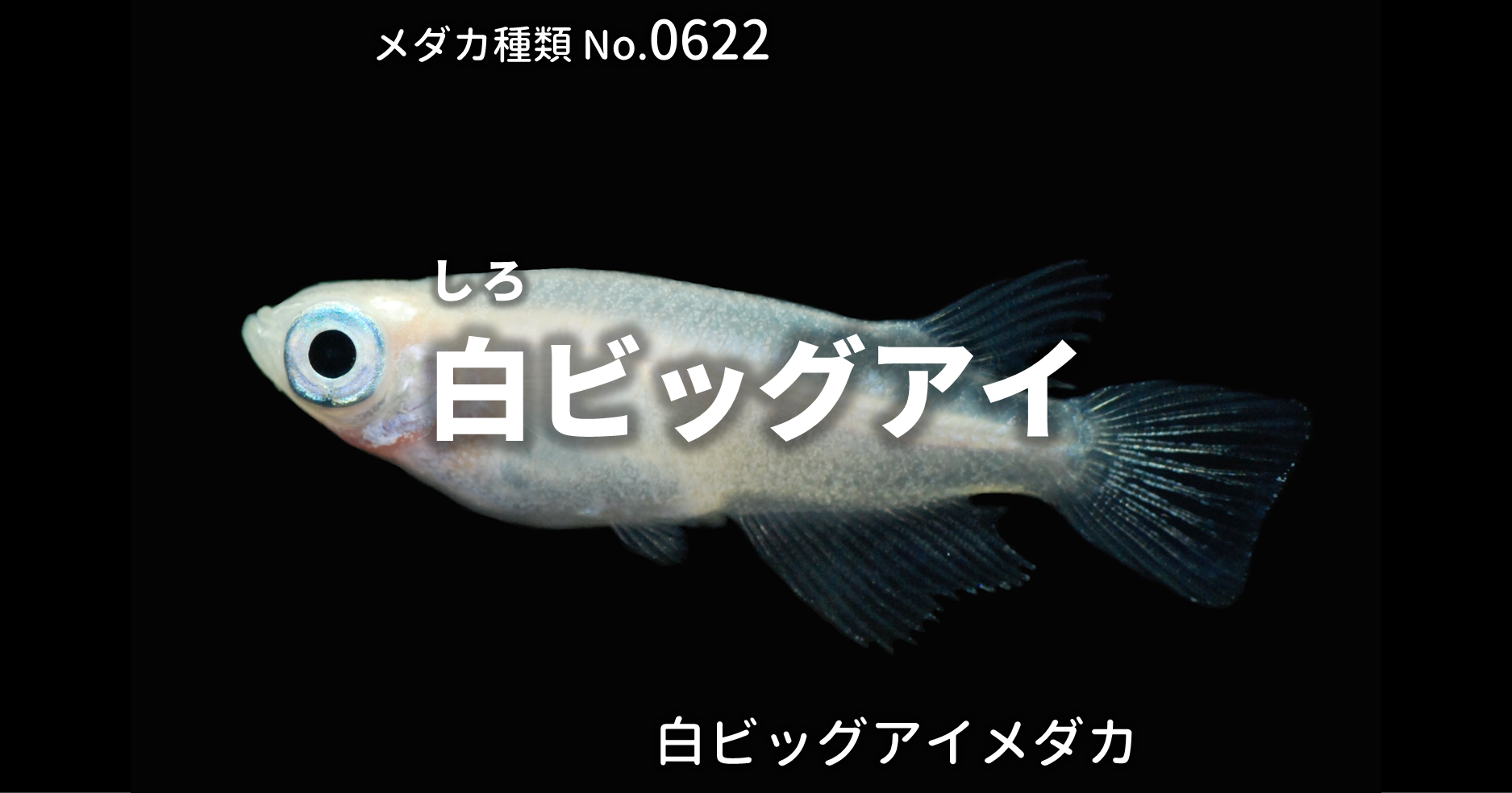 白ビッグアイ しろびっぐあい とは 改良メダカweb図鑑no 0622 メダカの品種 白 改良メダカweb図鑑